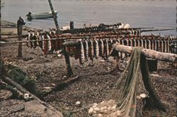 Salmon Drying on the Shore of the Bering Sea Postcard