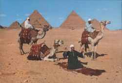 Arab Camel Riders in front of the Pyramids Postcard