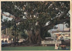 Historic Moreton Bay Fig Tree on Chapala Street Postcard