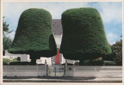 Famous Gumdrop Trees Postcard