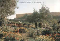 Garden of Gethsemane with Old City Walls Postcard