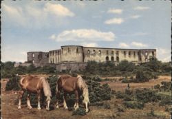 Borgholms Slottsruin and Grazing Horses Postcard