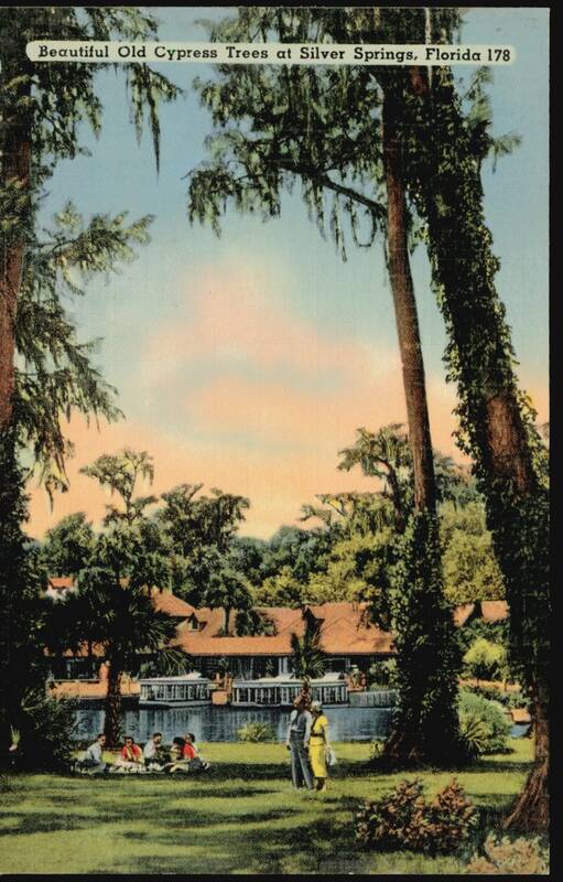 Beautiful Old Cypress Trees at Silver Springs Florida