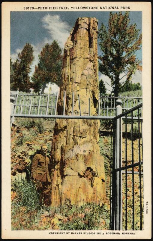 Petrified Tree, Yellowstone National Park