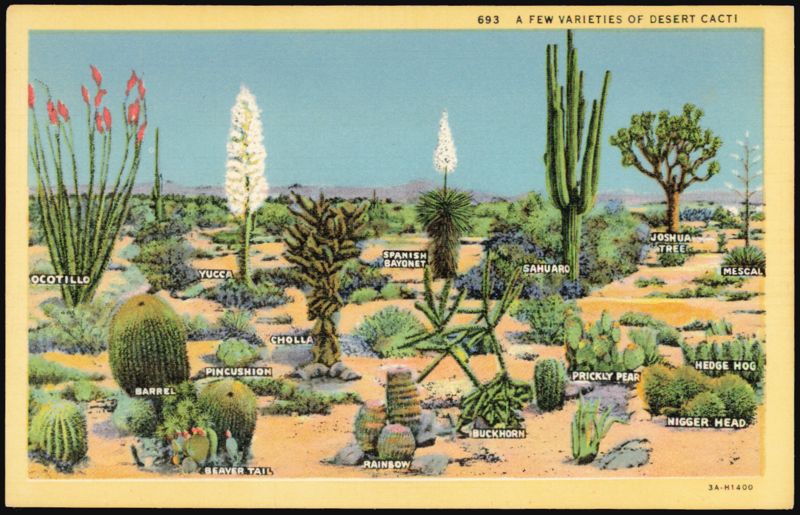 A Few Varieties of Desert Cacti Cactus & Desert Plants