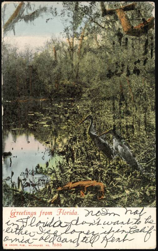 Greetings from Florida, Swamp with Herons and Alligator