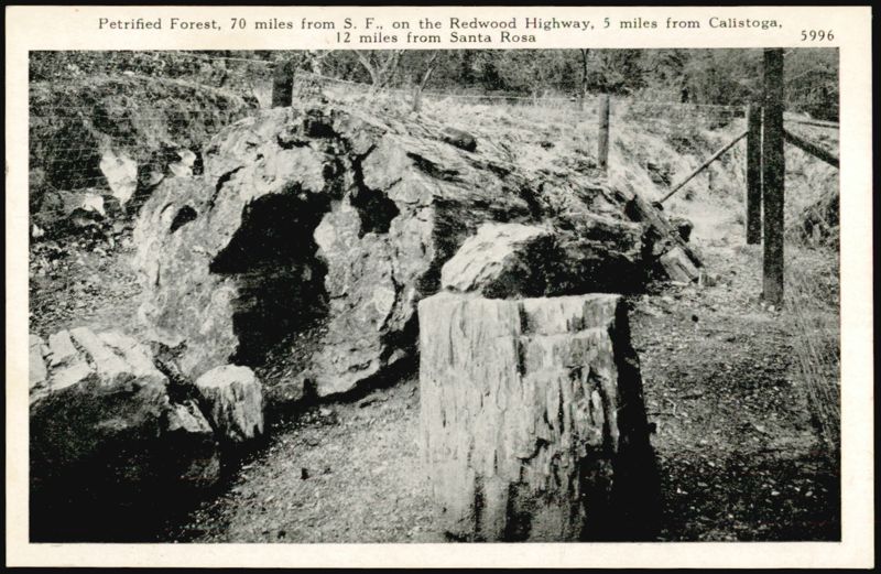 Petrified Forest, Redwood Highway, Calistoga, CA California