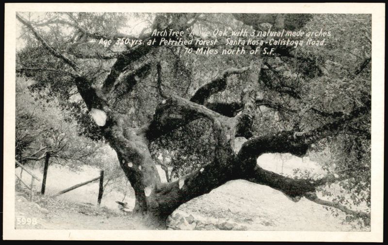 Arch Tree Live Oak with 3 Natural Arches, Petrified Forest California