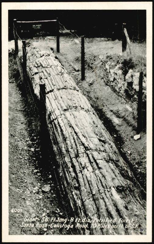 Giant Petrified Forest Log, Santa Rosa - Calistoga Road California