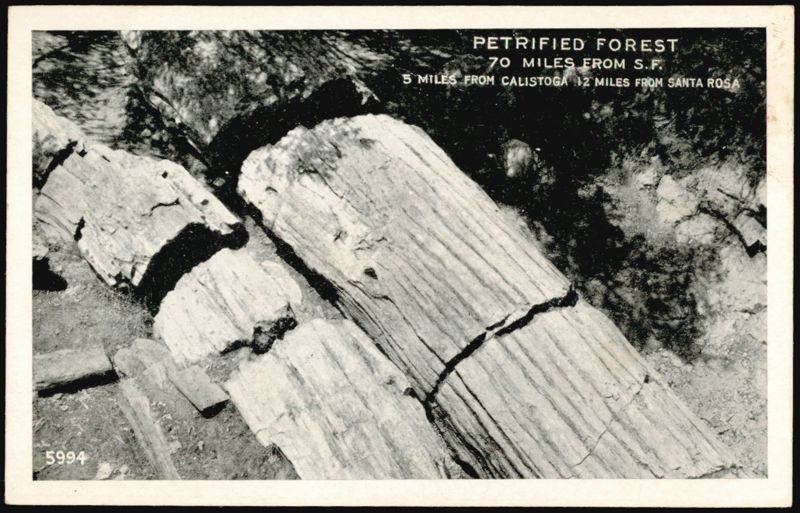 Petrified Forest, California Calistoga