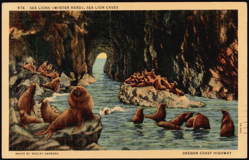 Sea Lions (Winter Herd), Sea Lion Caves, Oregon Coast Highway Florence