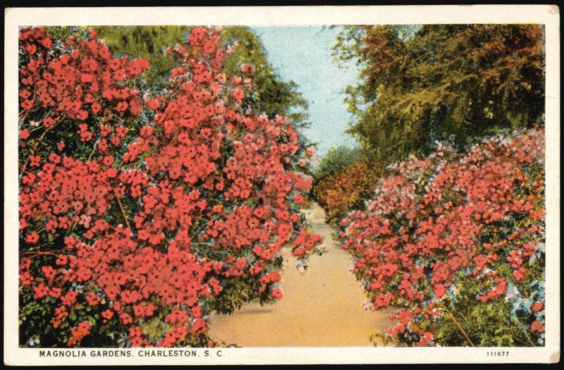 Magnolia Gardens, Charleston, SC - Path with Red Flowers South Carolina