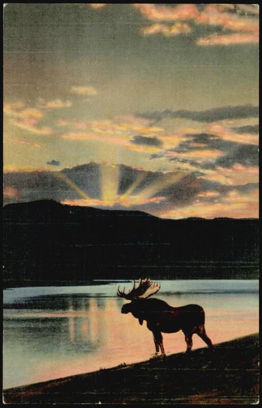 A Bull Moose Comes Down to the Lake at Evening Deer