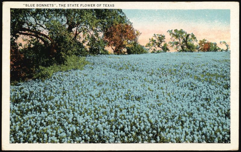 Blue Bonnets, The State Flower of Texas