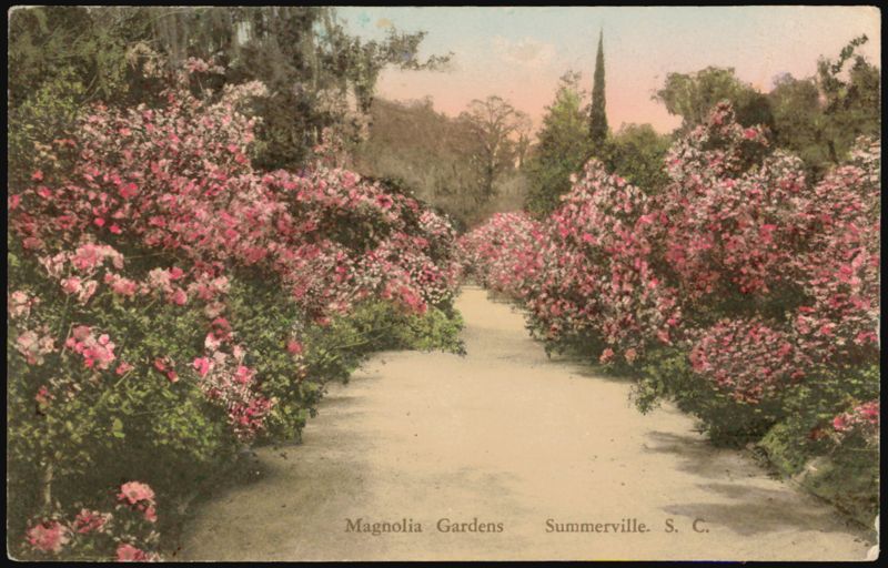 Magnolia Gardens Path, Blooming Pink Flowers Summerville South Carolina