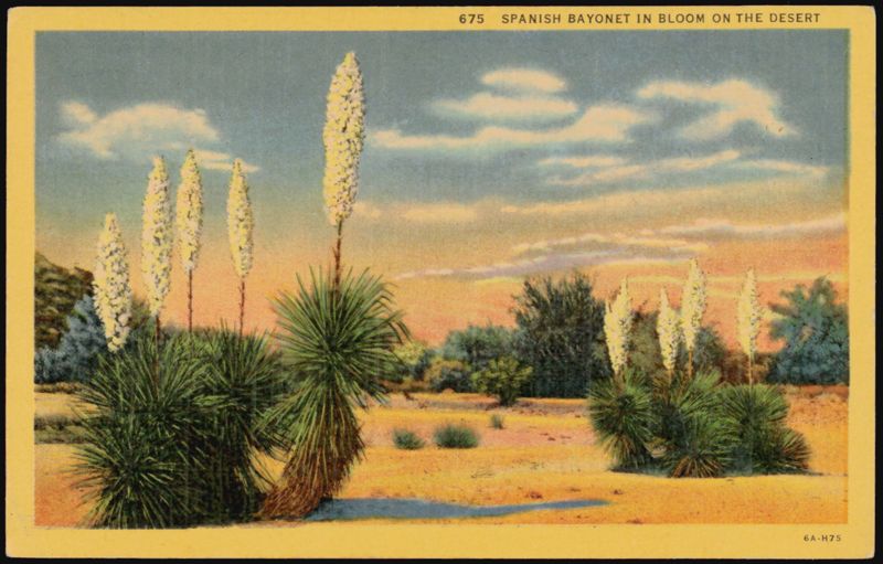 Spanish Bayonet in Bloom on the Desert Cactus & Desert Plants