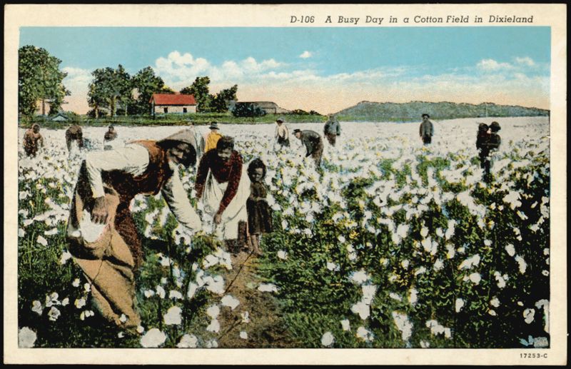 A Busy Day in a Cotton Field in Dixieland Farming