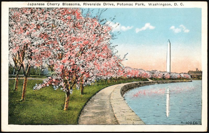 Japanese Cherry Blossoms, Riverside Drive, Potomac Park Washington District of Columbia