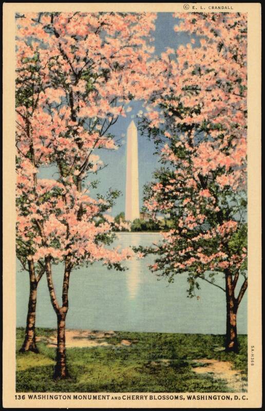 Washington Monument and Cherry Blossoms District of Columbia