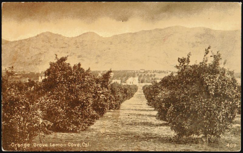 Orange Grove Lemon Cove, CA California