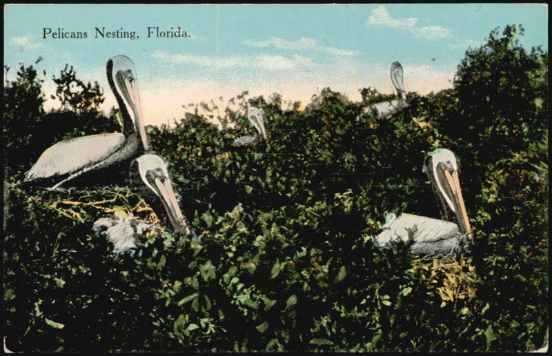 Pelicans Nesting, Florida
