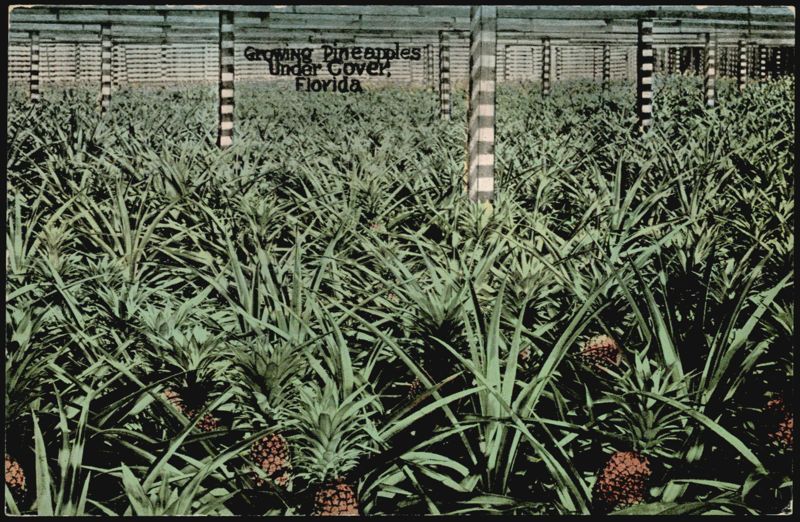 Growing Pineapples Under Cover, Florida