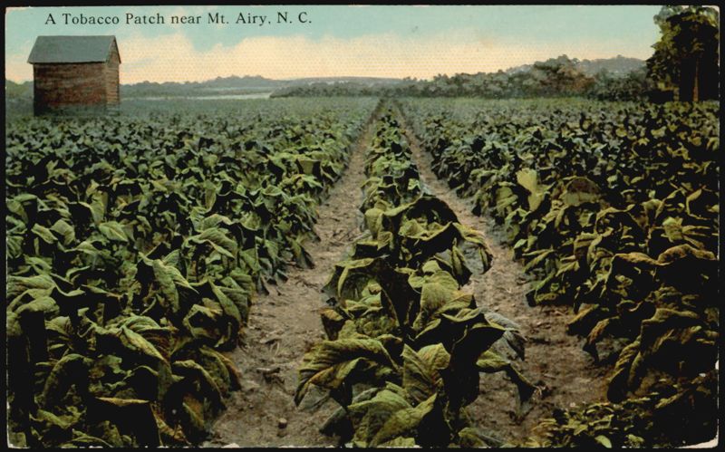 Tobacco Patch near Mt. Airy, NC Mount Airy North Carolina