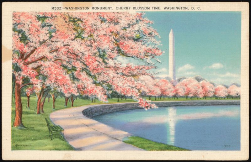 Washington Monument, Cherry Blossom Time District of Columbia