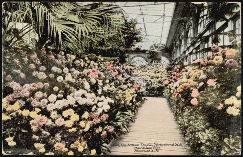 Chrysanthemum Display Horticultural Hall Fairmount Park Philadelphia Pennsylvania