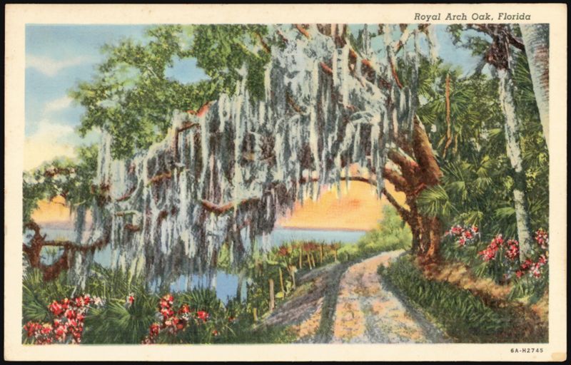 Royal Arch Oak, Florida
