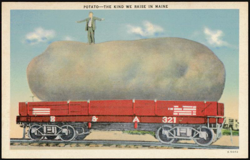 POTATO—THE KIND WE RAISE IN MAINE Exaggeration