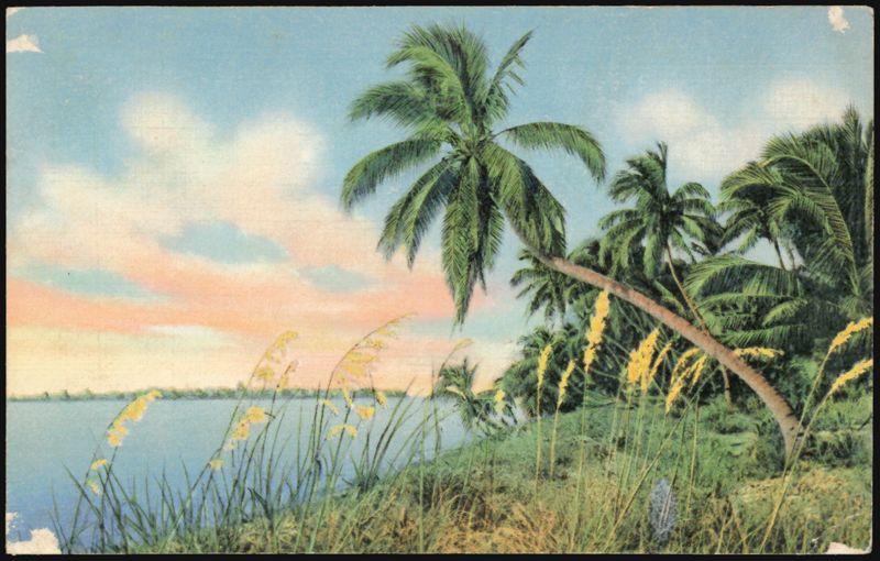 Coconut Palms, Florida