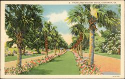 Palm-Lined Victory Drive Postcard