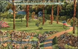 Rock Garden, Cypress Gardens, Florida Postcard