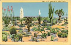 A Few Varieties of Desert Cacti Postcard