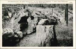 Petrified Forest, Redwood Highway, Calistoga, CA Postcard