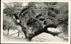 Arch Tree Live Oak with 3 Natural Arches, Petrified Forest Postcard