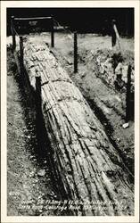 Giant Petrified Forest Log, Santa Rosa - Calistoga Road Postcard
