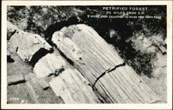 Petrified Forest, California Postcard