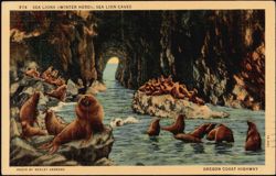 Sea Lions (Winter Herd), Sea Lion Caves, Oregon Coast Highway Postcard