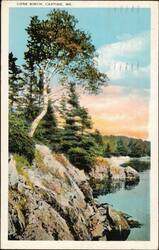Lone Birch, Castine, ME Postcard