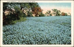 Blue Bonnets, The State Flower of Texas Postcard