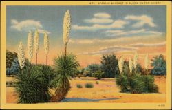 Spanish Bayonet in Bloom on the Desert Postcard