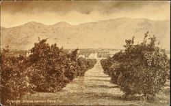 Orange Grove Lemon Cove, CA Postcard