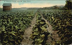 Tobacco Patch near Mt. Airy, NC Postcard