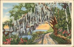 Royal Arch Oak, Florida Postcard