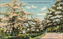 Dogwood Trees in Bloom, Atlanta, GA Postcard