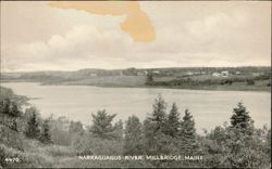 Narraguagus River, Millbridge, Maine Postcard
