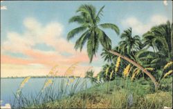 Coconut Palms, Florida Postcard