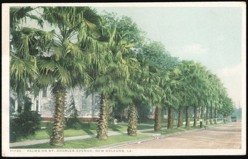 Palms on St. Charles Avenue New Orleans Louisiana